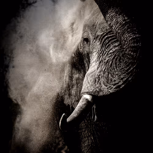 Dust Bath
