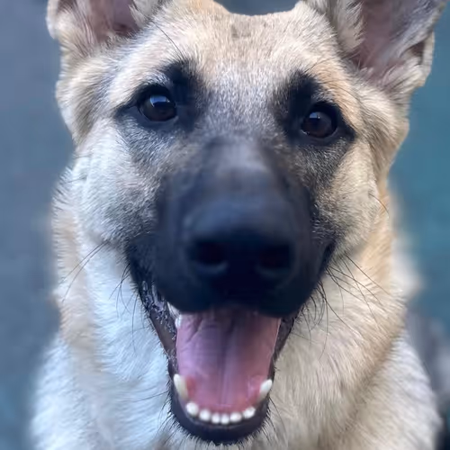 simcityisfun Collection