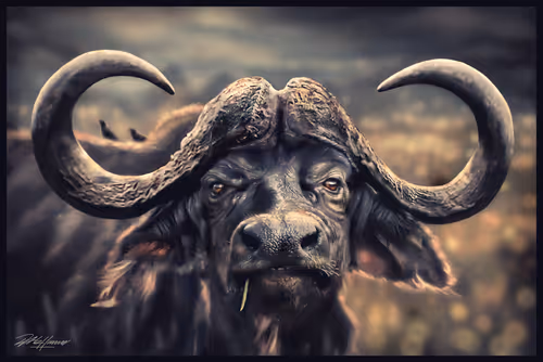 Item #112280900407348234598530071602106356031440772635574246505740645936960725057537 Media