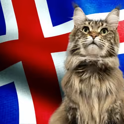 ICELAND FLAG MAINE COON MAIDEN