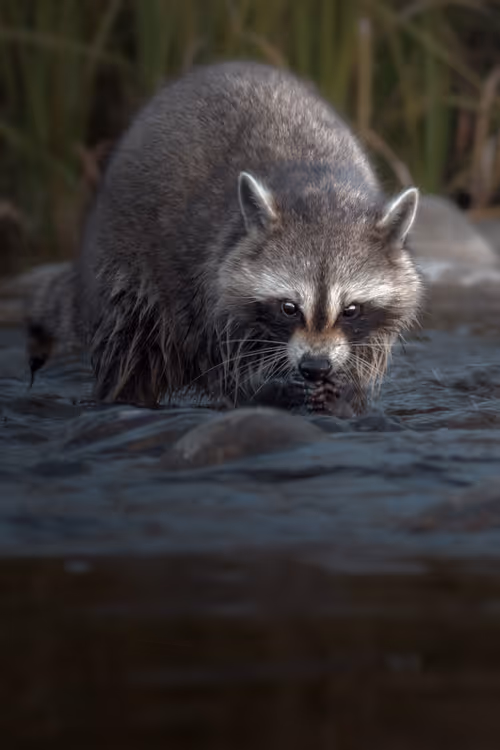 Item #74947066243849206940937931845492421282407977522900211027354211439900922740737 Media