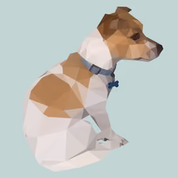 Loui the Jack Russell