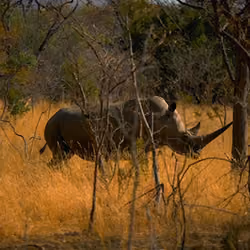 The power of a Rhino