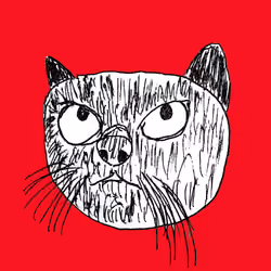 black cat