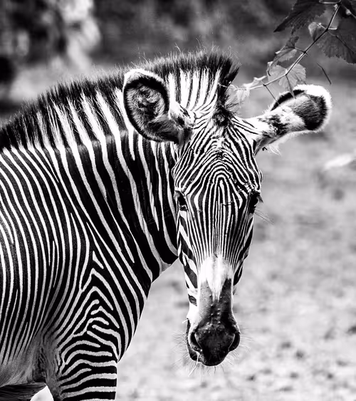 Item #95979719435638396747386199908027492606241793835179361379046606517003572215809 Media