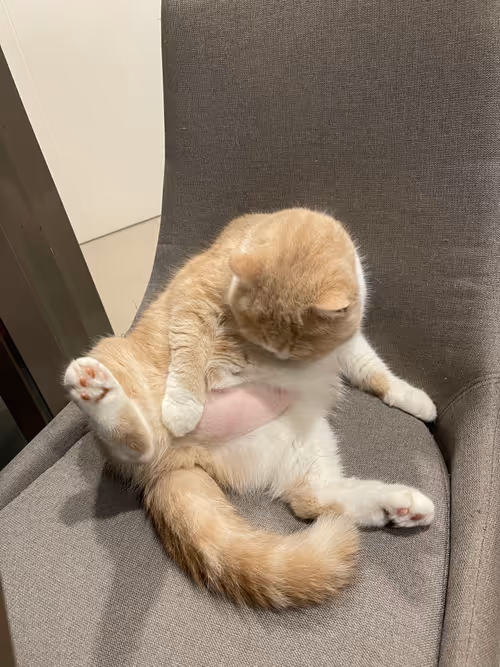 Item #79047718219988039345594950681833445958640052065241860525955727532427971657729 Media