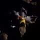 21061736430342504452785535653902624008836453364598424665169408994727260323841