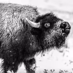 Bison 18