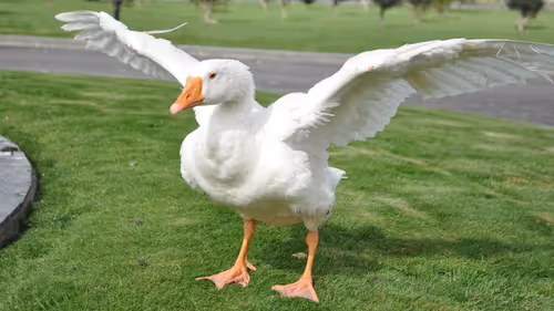 Item #85626653027812961366505636029157006309594337285332379402754869378105623969793 Media