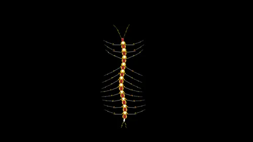 Item #53242888669140524195561622833454819219639280039583693387159593368228487757825 Media