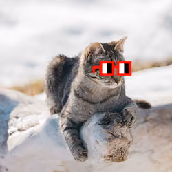 Noun_the_Cat 0003