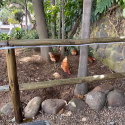 A Chickens Life