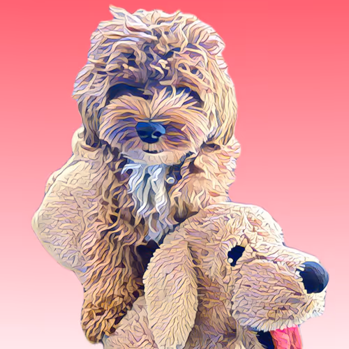 Metaversemaltipoo