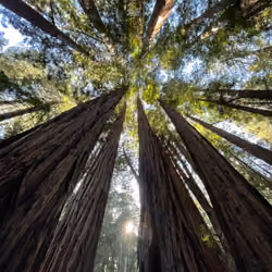 Mighty Redwood