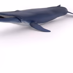 the whale  #2