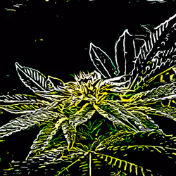 Lemon Cannabis - Alien Food
