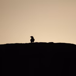 LONELY SPARROW