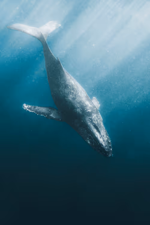 Item #99926930229538675438917090631619995362212113699001151744757174510110688411748 Media