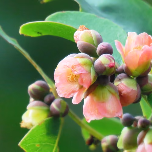 Wild Flower
