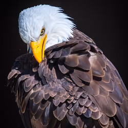 Freedom Eagle