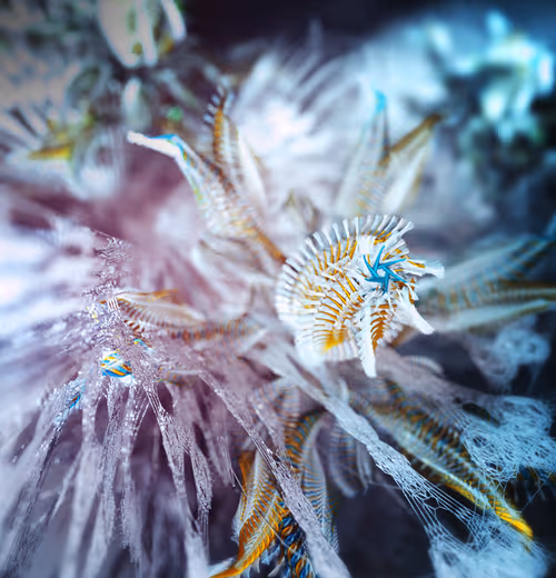 Item #33738985857969240182630271173984588136306363280589123613890208899288656773121 Media