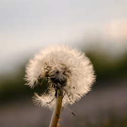 puffed