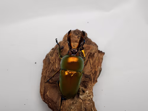 Item #2846893736148873774746802631495866819654136602576950046920721054676658683906 Media