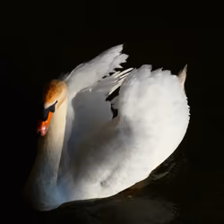 white swan in black event