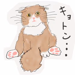 kyoton  CAT