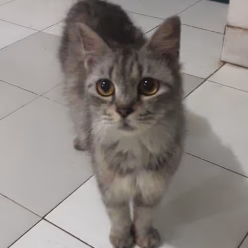 Untitled Collection #100431610 - old