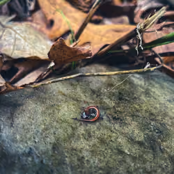 Fall Salamander
