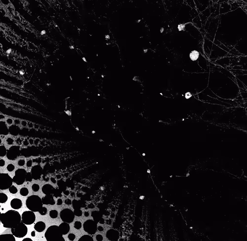 Neural By Machine