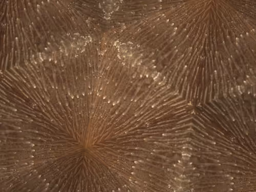 Item #69376820955182207634374405090115864776049539168882178084902512051541120122881 Media