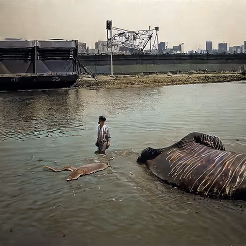 Item #73301704533666751335196021622514792145035649100750988773961168441931636670465 Media