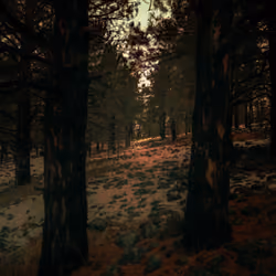 In The Middle Of The Forest