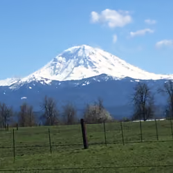 mt rainer live 