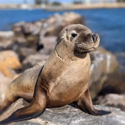 Sea lion