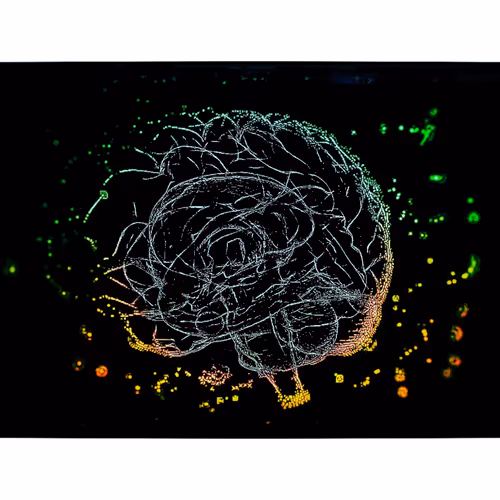  The Architecture of the Brain