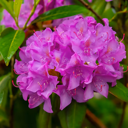 Item #103686277115178527412315898511256896200639863012682764514094226630993120329729 Media