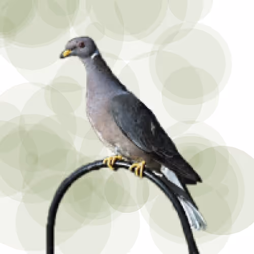 Item #44224140947385297080294490486331546758837636797201957936873602929630424072193 Media