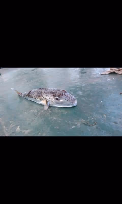 Item #55949329443410949133344489669056090471823533680234667526221310441123181756417 Media