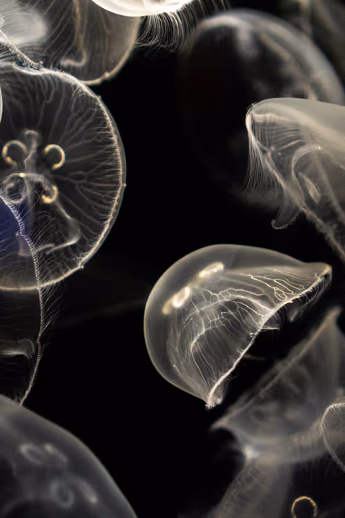 Item #11823596008958279649745844571271956333298936525700857190365537794087347814401 Media