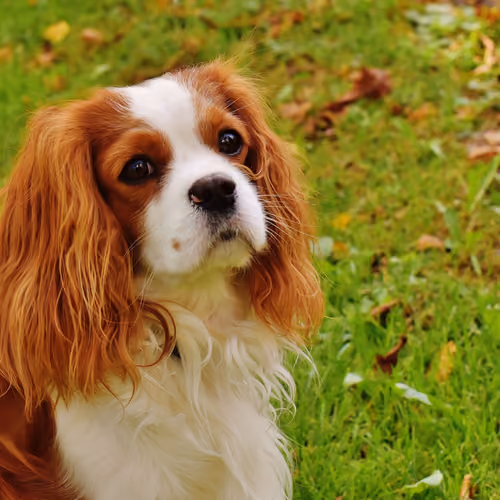 Lonely Dog #35