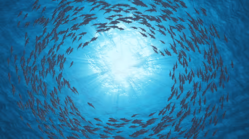 Untitled Collection #73380030