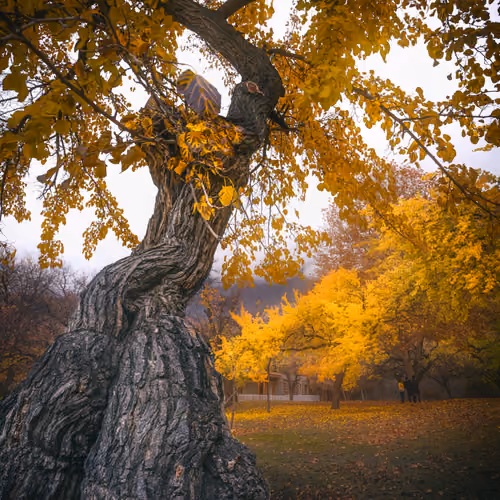 Autumn Fort