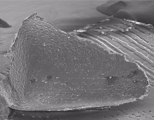 Item #22177301469207423034343584871570086378673375420367340164683847209977477332993 Media