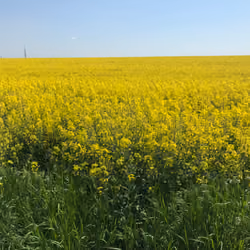Bulgarian Rapeseed Fields