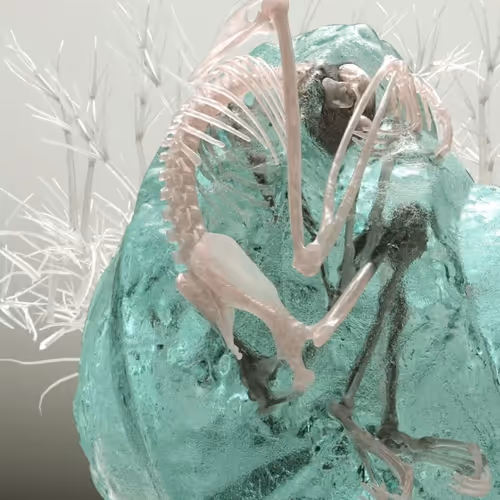 69445087619166619894754578791913039202659389879418937639808736031947700043777