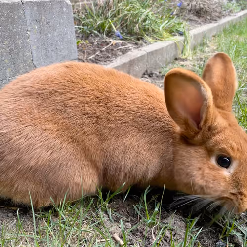 17361080883620391905801458691057991387583426656911002963869447771040130269185