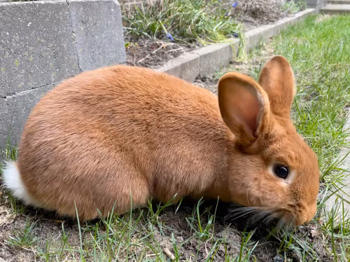 Item #17361080883620391905801458691057991387583426656911002963869447771040130269185 Media